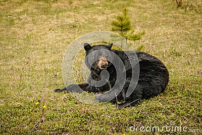 Black bear resting on green grass beside of highway Stock Photo
