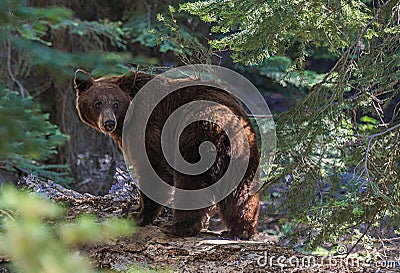 Black Bear in Sequoia National Park Stock Photo