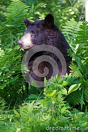 Black bear side portrait in vertical photograph Stock Photo
