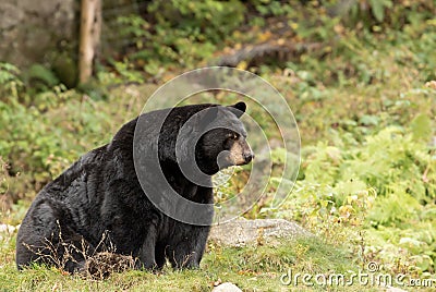 Black bear sitting in the forest Stock Photo