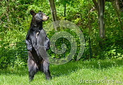 Black bear standing to get a better look Stock Photo