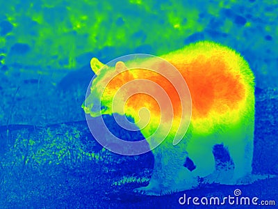 Black bear by thermal camera Stock Photo