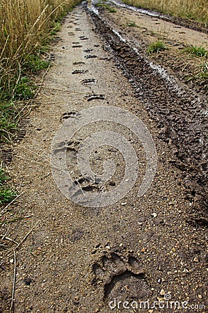 Black Bear Tracks Stock Photo