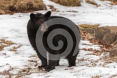 Black Bear Ursus americanus Stands in Snow Winter Stock Photo