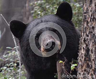 Black bear Stock Photo