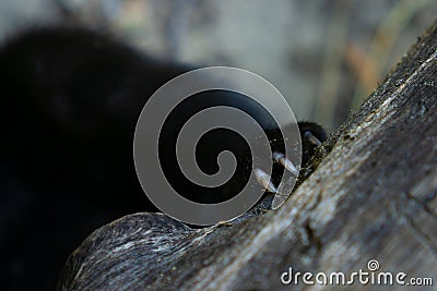 A black beast scratches the bark of a tree. Stock Photo