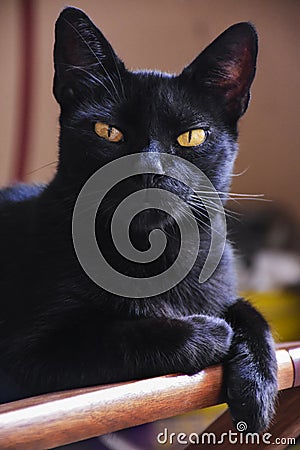 Black beatiful cat looking at the camera on a wooden chair Stock Photo