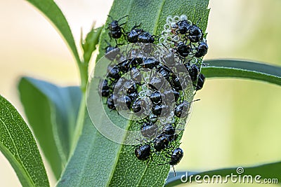 Black beatles while laying eggs Stock Photo