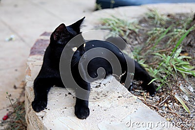 Black beautiful cat with golden eyes Stock Photo