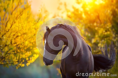 Horse in fall Stock Photo