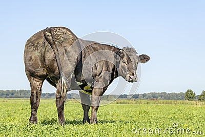 Black beef cow from behind, looking backwards in a green field, under a blue sky Stock Photo