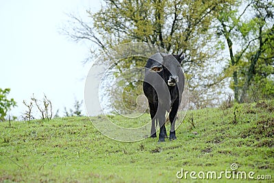 Black beef cow in Texas spring field Stock Photo