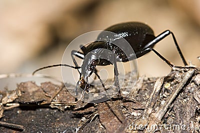 Black beetle Stock Photo
