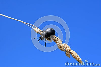 Black beetle Stock Photo