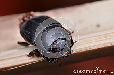 Black beetle Stock Photo