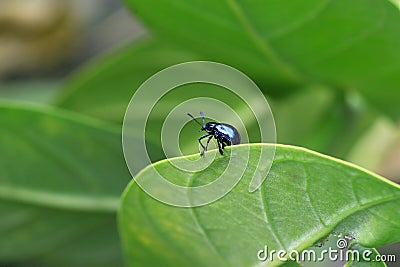 Black beetle Stock Photo