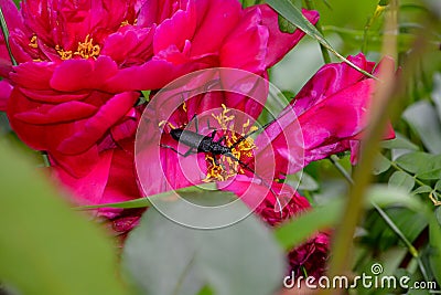 Black beetle climbed on a red peony flower Stock Photo