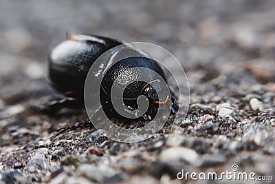 Black beetle crawling on the asphalt Stock Photo