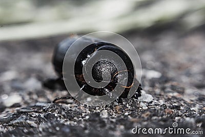 Black beetle crawling on the asphalt Stock Photo