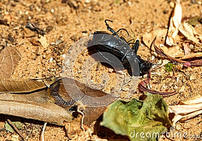 Black beetle, flipped on its back, lying on the ground Stock Photo