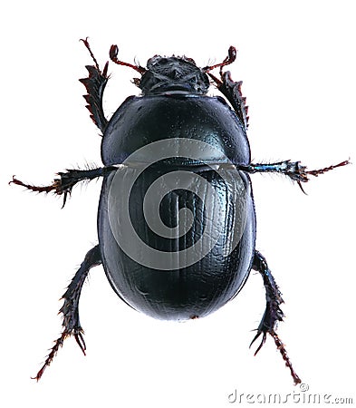 Black beetle isolated on white background. Macro Stock Photo