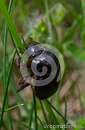 A black beetle with a long horn in a natural enviroment. Scarabaeidae family. Copris hispanus Stock Photo