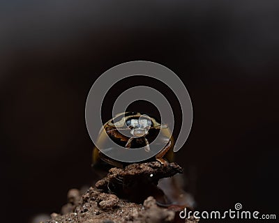 Black beetle perched on a thin twig Stock Photo