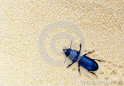 Black beetle crawling through sand. Stock Photo