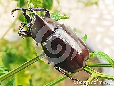 BLACK BEETLES ON BRANCHES Stock Photo