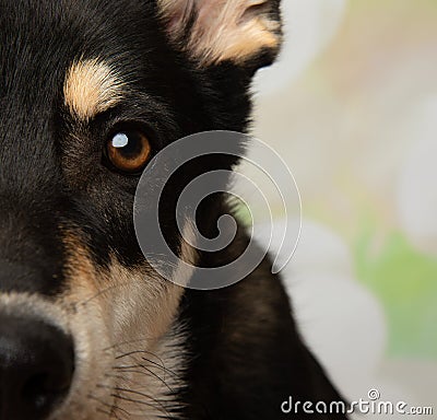 black and beige husky mix puppy dog close up of brown eye portrait Stock Photo