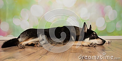 black and beige husky mix puppy dog lying down looking to the right side with head down Stock Photo