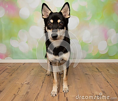black and beige husky mix puppy dog standing up looking at camera Stock Photo