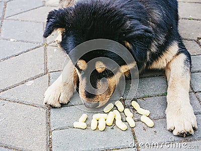 Black-beige mongrel dog sniffs corn sticks while lying on the paving slabs Stock Photo