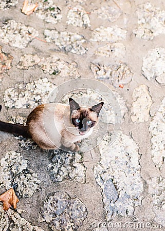 Black beige Siamese cat meowing Stock Photo