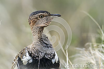 Black-bellied bustard in Kruger National park, South Africa Stock Photo