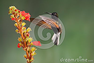 Black Bellied Hummingbird Stock Photo