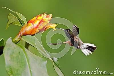 Black Bellied Hummingbird Stock Photo