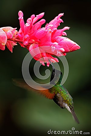 Black-Bellied Hummingbird, Eupherusa nigriventris, rare endemic hummingbird from Costa Rica, black bird flying next to beautiful Stock Photo