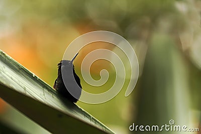 Black-bellied hummingbird perching on leaf, colorful background, beautiful tiny black hummingbird, bird resting on flower Stock Photo