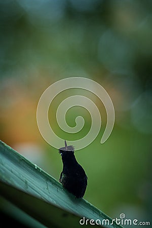 Black-bellied hummingbird perching on leaf, colorful background, beautiful tiny black hummingbird, bird resting on flower Stock Photo