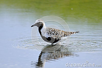 Black-bellied Plover Stock Photo