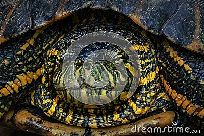 Black-bellied Slider Head - Water Turtle hiding in shell with retracted neck Stock Photo