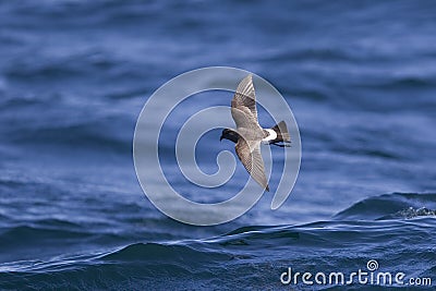 Black bellied Storm Petrel over the sea Stock Photo