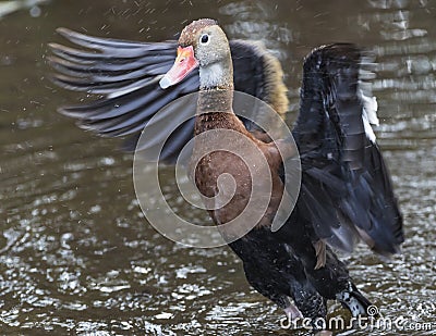 Black-bellied Whistling Duck Bathing in a Florida Swamp Stock Photo