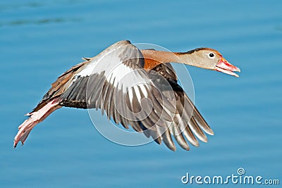 Black-bellied Whistling Duck Stock Photo