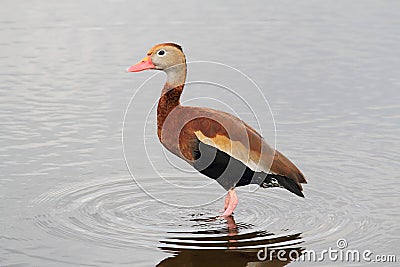 Black-bellied Whistling-duck Stock Photo