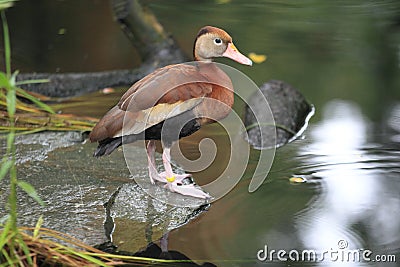 Black-bellied whistling duck Stock Photo