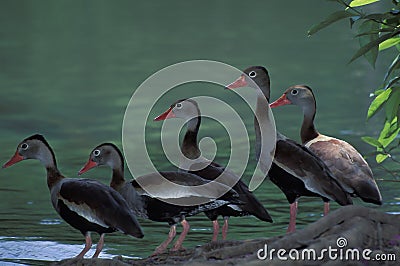 Black-bellied whistling duck, Trinidad Stock Photo