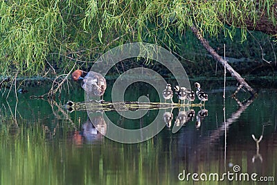 Black-bellied Whistling-Ducklings Stock Photo