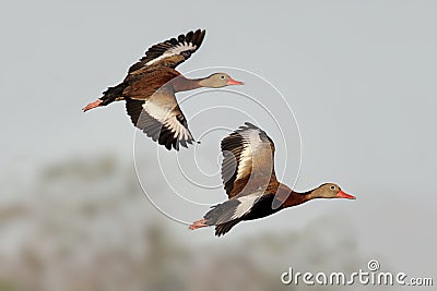 Black-bellied Whistling-ducks Stock Photo